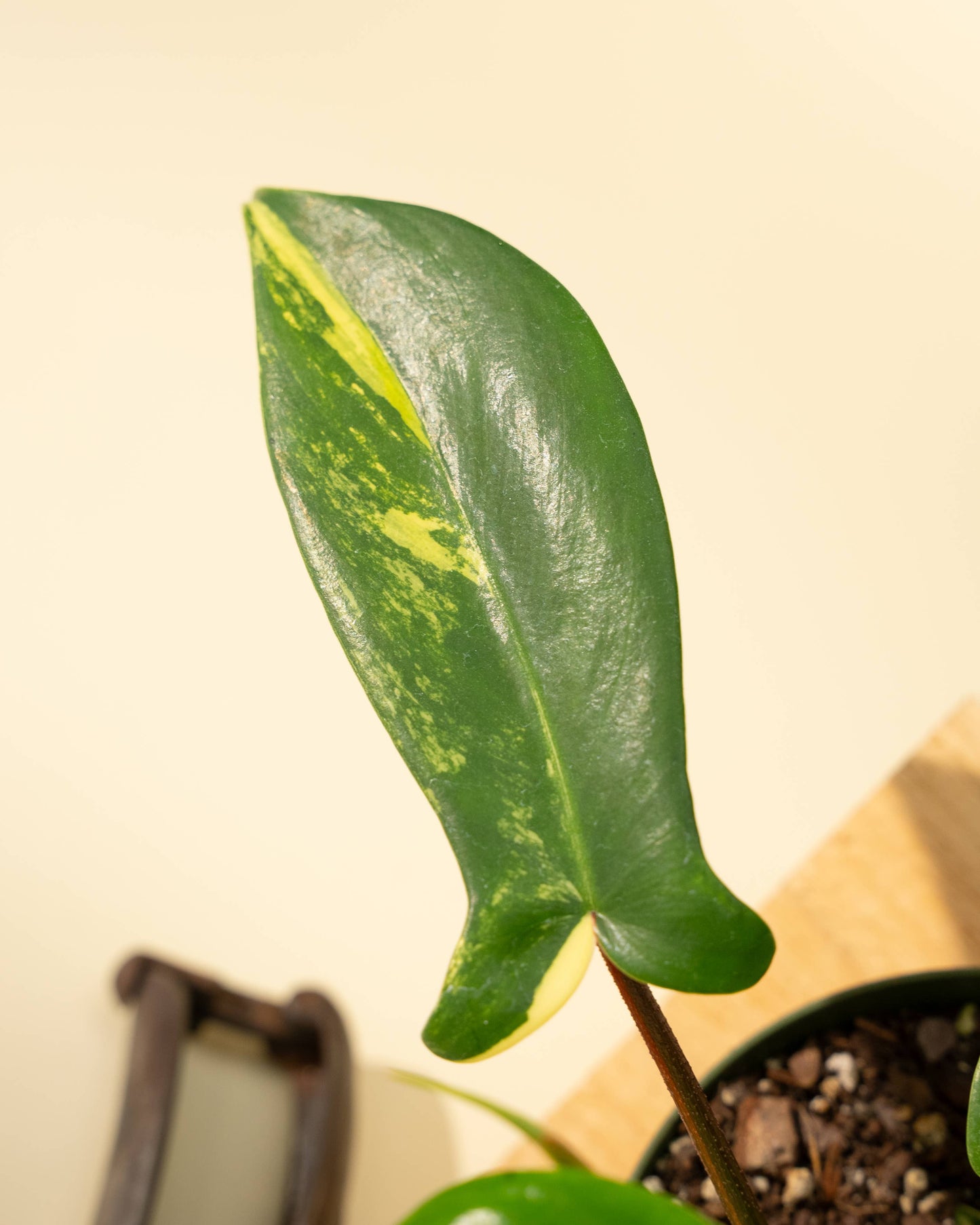 Philodendron Florida Beauty 'Sunrise' - 4" –