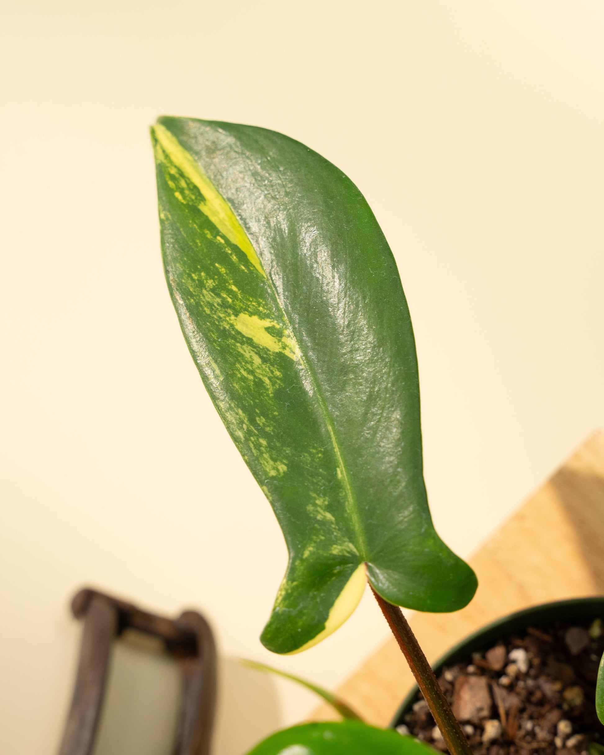 Philodendron Florida Beauty 'Sunrise' - 4" –