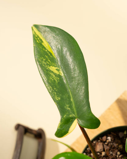 Philodendron Florida Beauty 'Sunrise' - 4" –