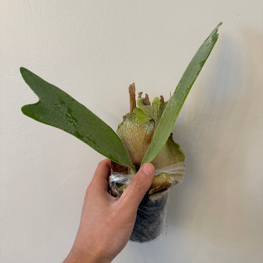 Platycerium Willinckii Bogor x Lemoinei spore