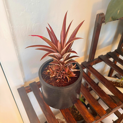 Cryptanthus Earth Star – Bronze-Red Foliage in Charlie Pot Original 6" Black