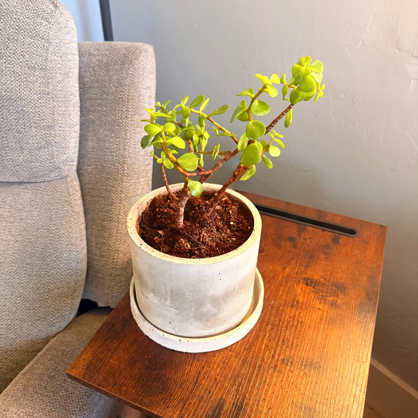 Elephant Bush – Low-Maintenance Succulent in Charlie Pot Original Soft Gray