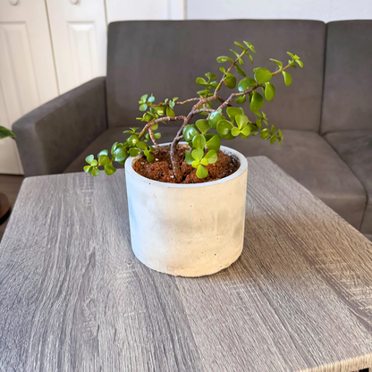 Elephant Bush – Low-Maintenance Succulent in Charlie Pot Original Soft Gray