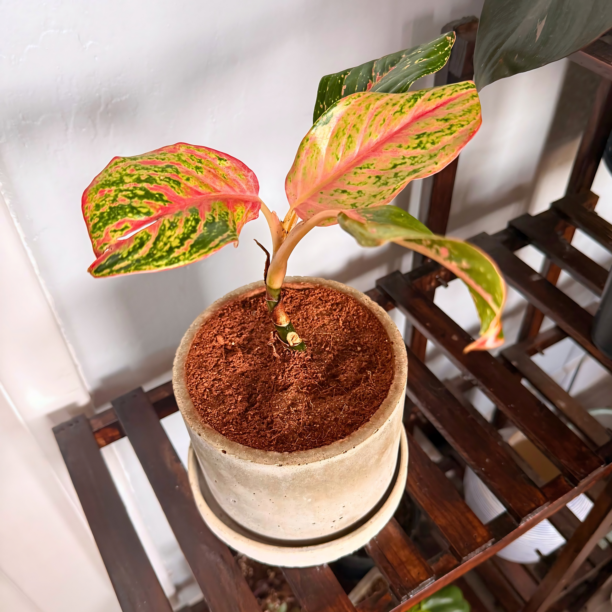Aglaonema Sparkling Sarah – Colorful Speckled Pink & Green Plant in Charlie Pot Original 6" Soft Gray – Potted Houseplant
