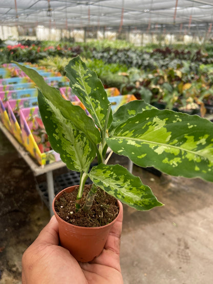 Aglaonema Pictum Tricolor Chinese Evergreen Plant