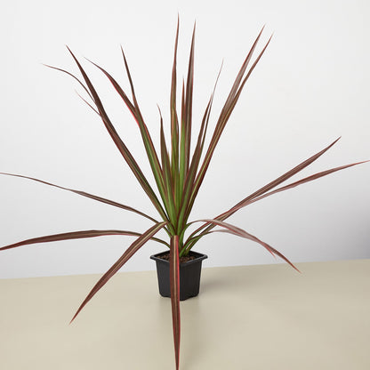 Dracaena 'Colorama' – 3" Pot Indoor Plants