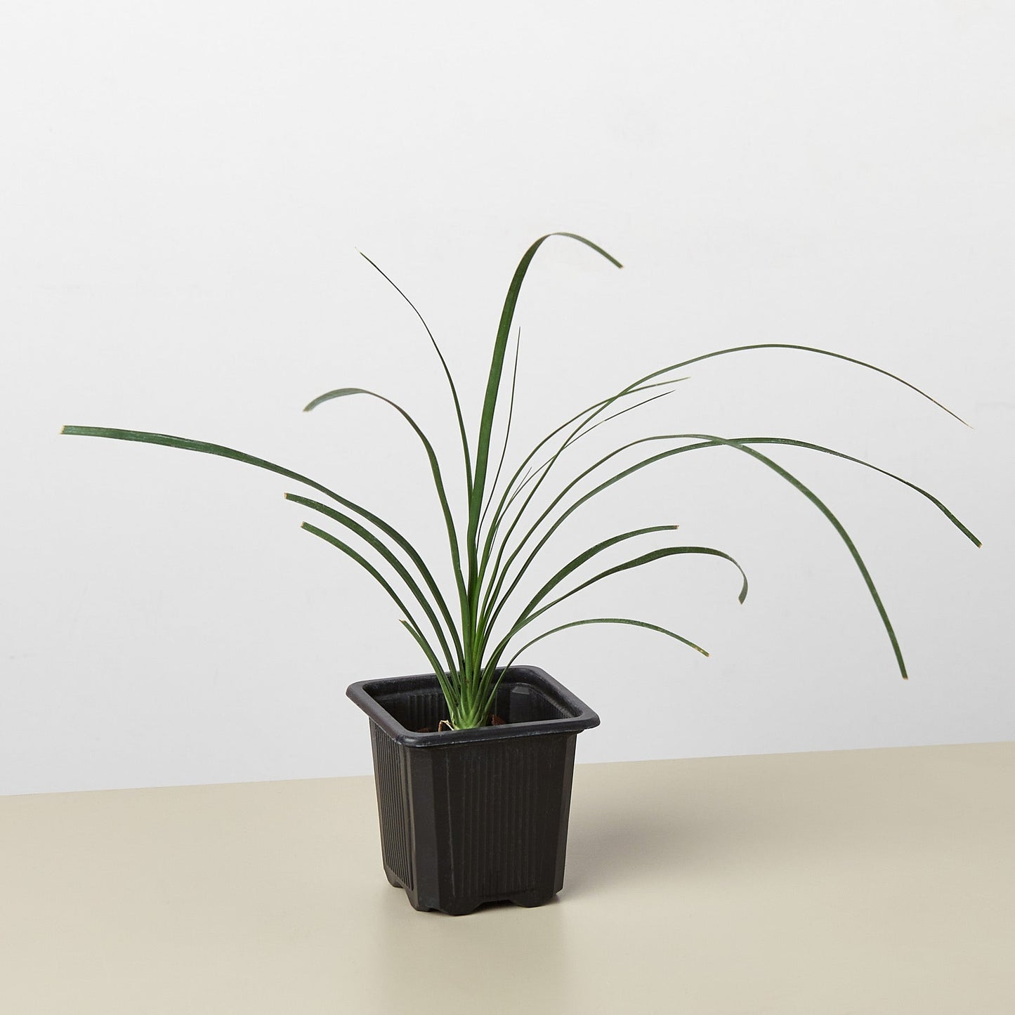 Palm Ponytail – 3" Pot Nursery Indoor Plants