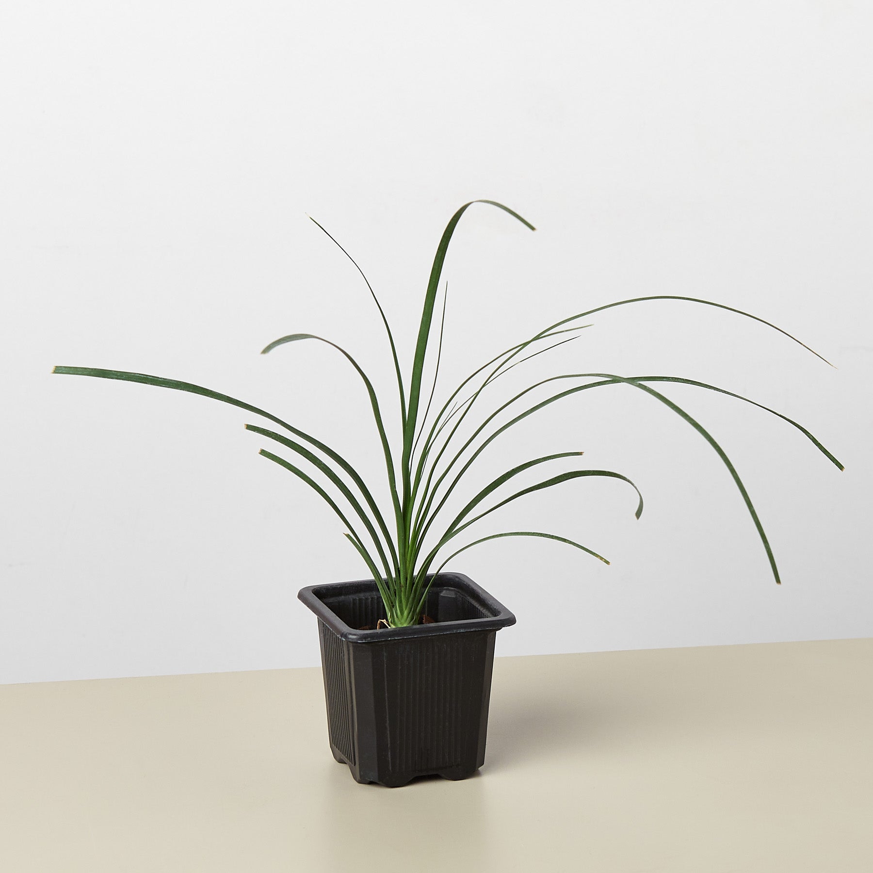 Palm Ponytail – 3" Pot Nursery Indoor Plants