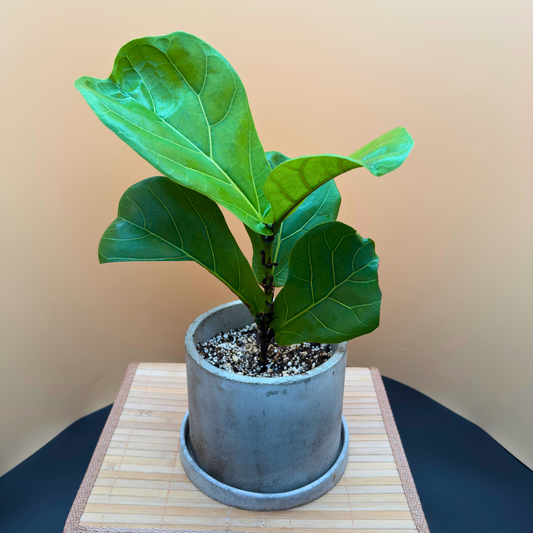 Fiddle Leaf Fig in 6” Charlie Pot (Slate Gray) – Indoor Statement Plant