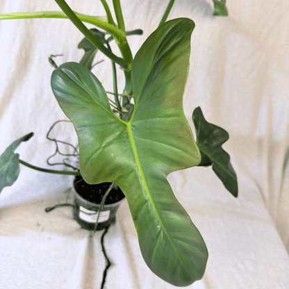 Philodendron bipennifolium 'Violin'