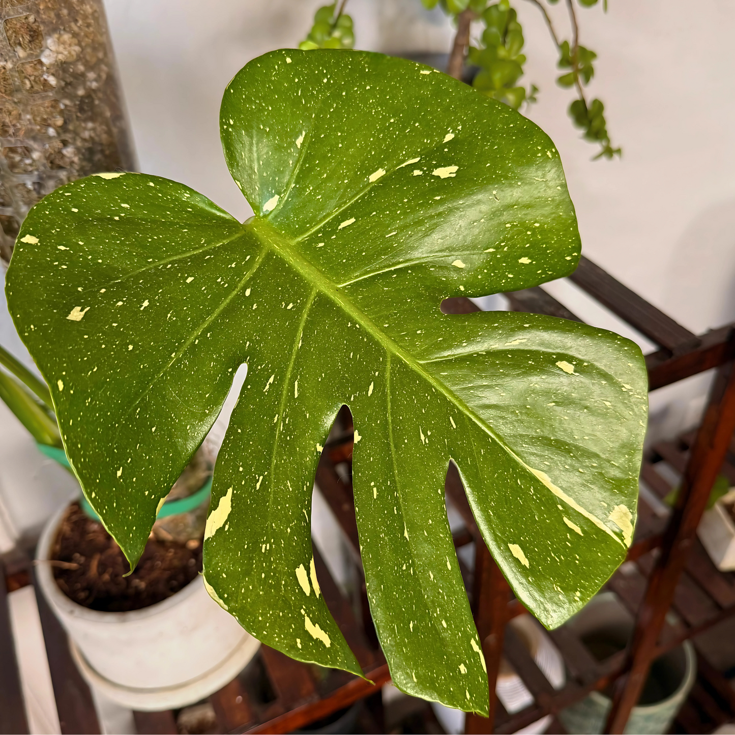 Monstera Thai Constellation – Rare Variegated Statement Plant in Charlie Pot with Grow Pole – Potted Houseplant