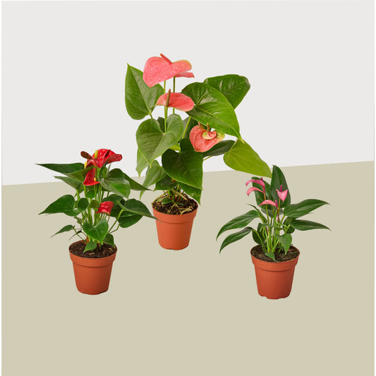 3 Anthurium Variety Pack- All Different Colors - 4" Pots – 4" Pot 4" Plant (3pk/$3.5) ($13 Ship/47oz)