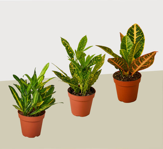 3 Croton Variety Pack / 4" Pot / Live Plant / House Plant – 4" Pot 4" Plant (3pk/$2) ($13 Ship/47oz)