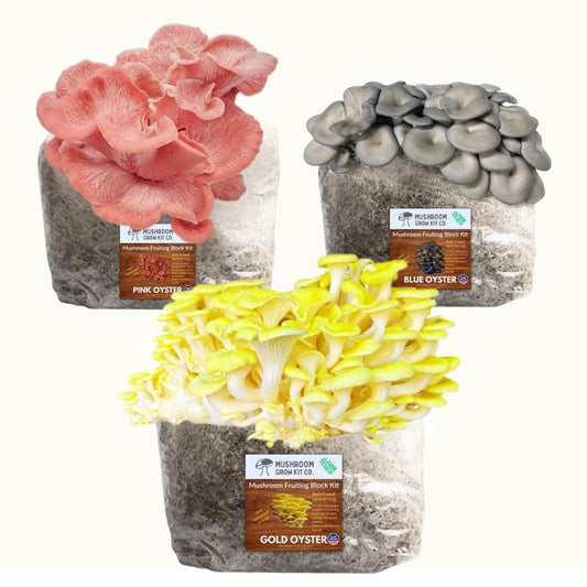 3 Pack - Gold, Pink, and Blue Oyster Mushroom Grow Kit Fruiting Block - 15 LBS – Oyster Mushrooms