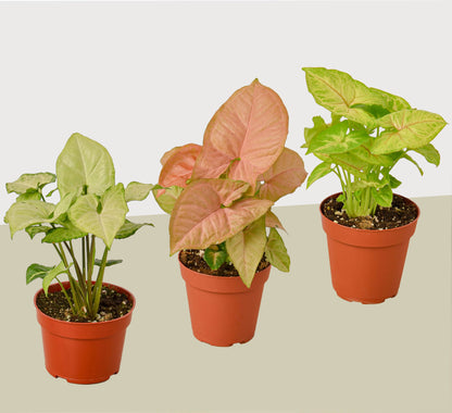 Syngonium Variety Pack – 3 Live Arrowhead Plants in 4" Pots