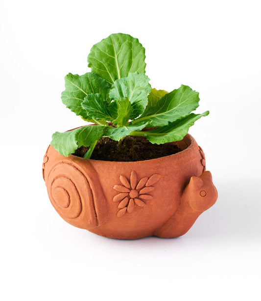 Rakshana Snail Plant Pot - Terracotta – Garden