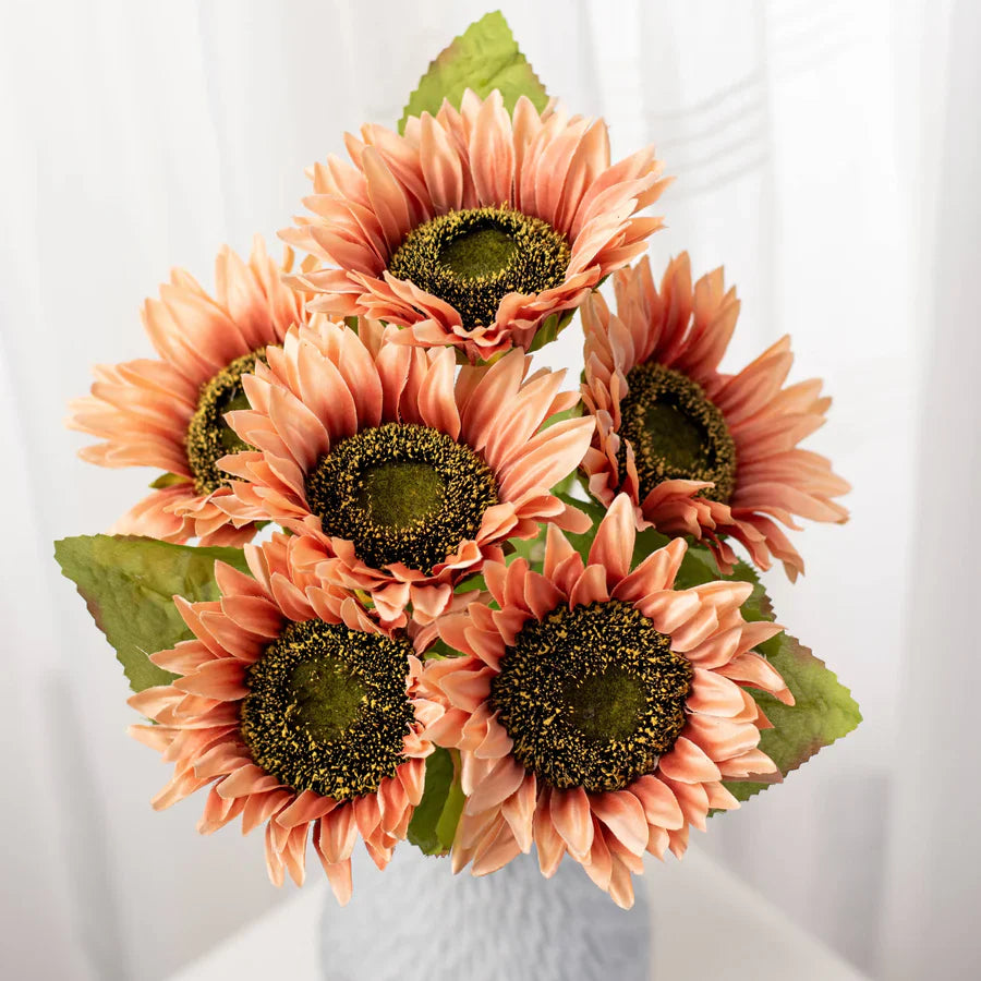Peach Blush Sunflower Seeds – Soft, Warm-Toned Blooms for Gardens & Bouquets