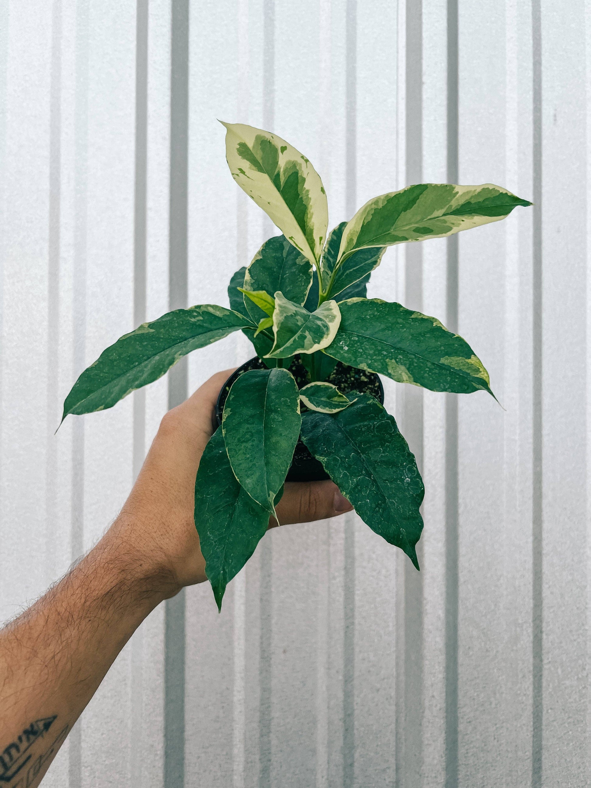 Variegated Hoya Multiflora - Shooting Star –