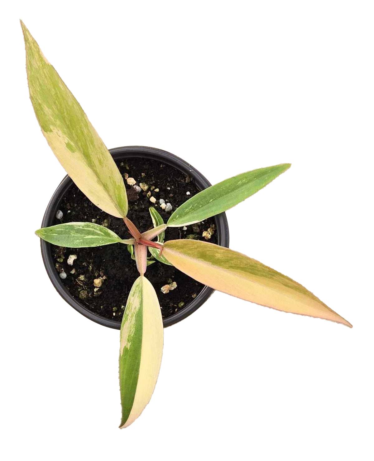 Philodendron Caramel Marble Variegated –