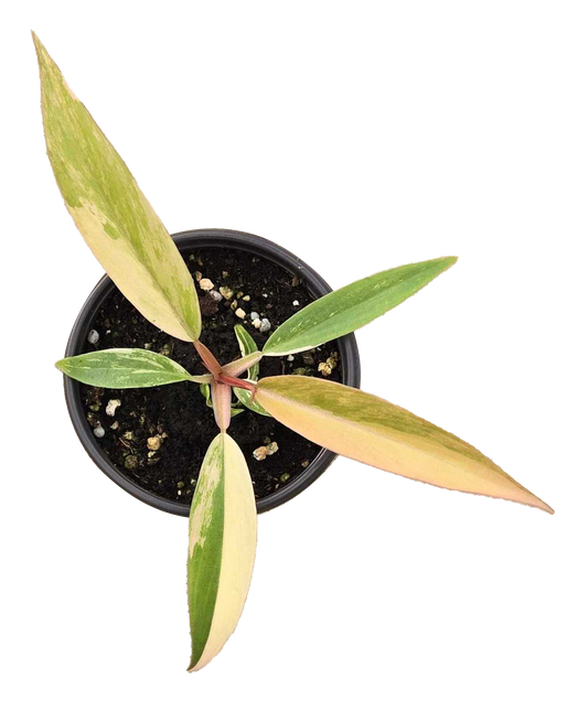 Philodendron Caramel Marble Variegated –