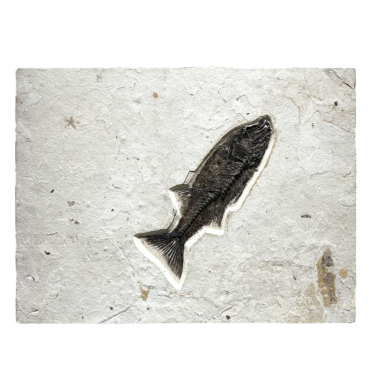 Mioplosus Fish Fossil Limestone Tile – Green River, Wyoming