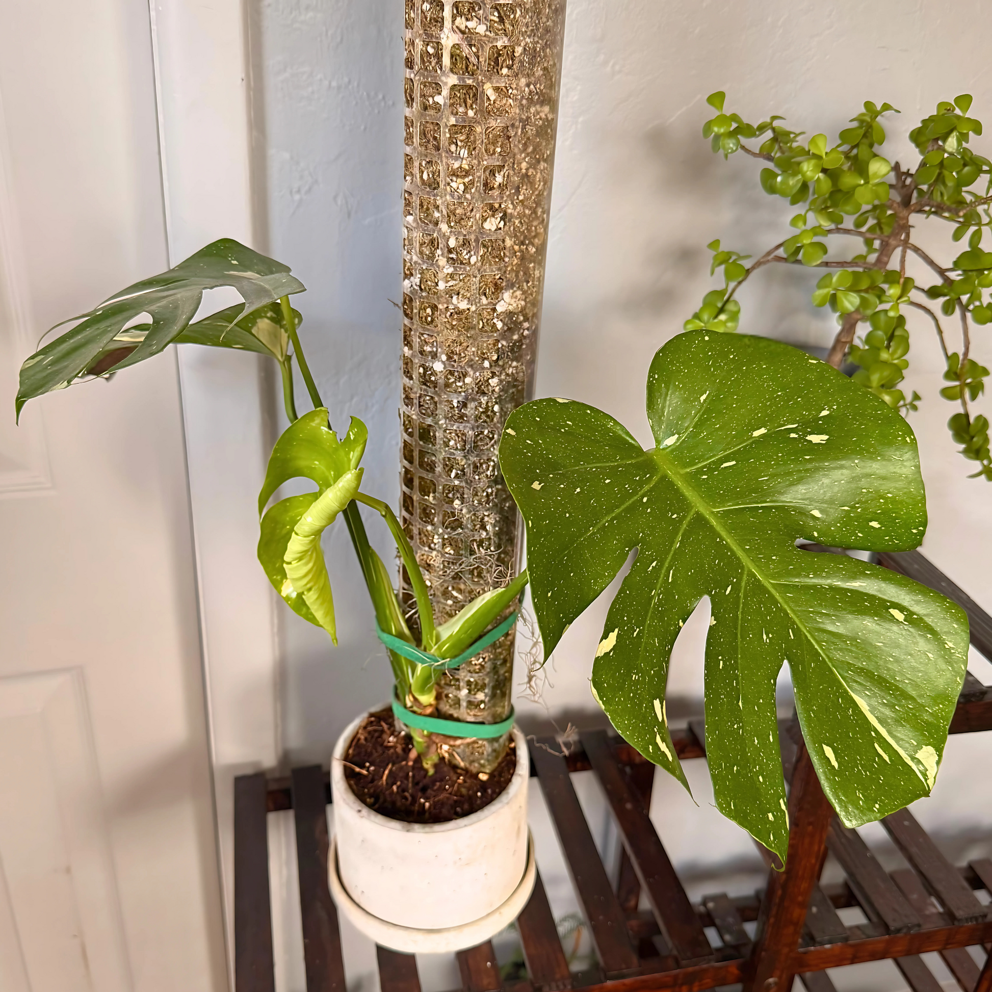 Monstera Thai Constellation – Rare Variegated Statement Plant in Charlie Pot with Grow Pole – Potted Houseplant