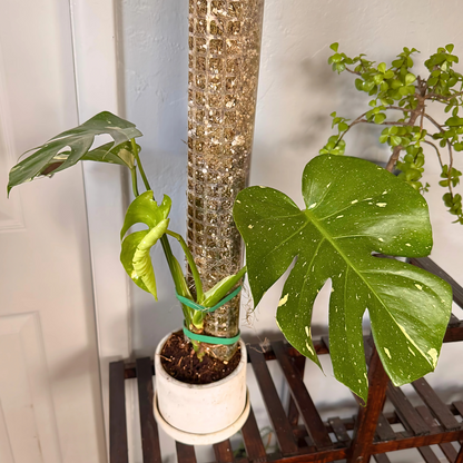 Monstera Thai Constellation – Rare Variegated Statement Plant in Charlie Pot with Grow Pole – Potted Houseplant