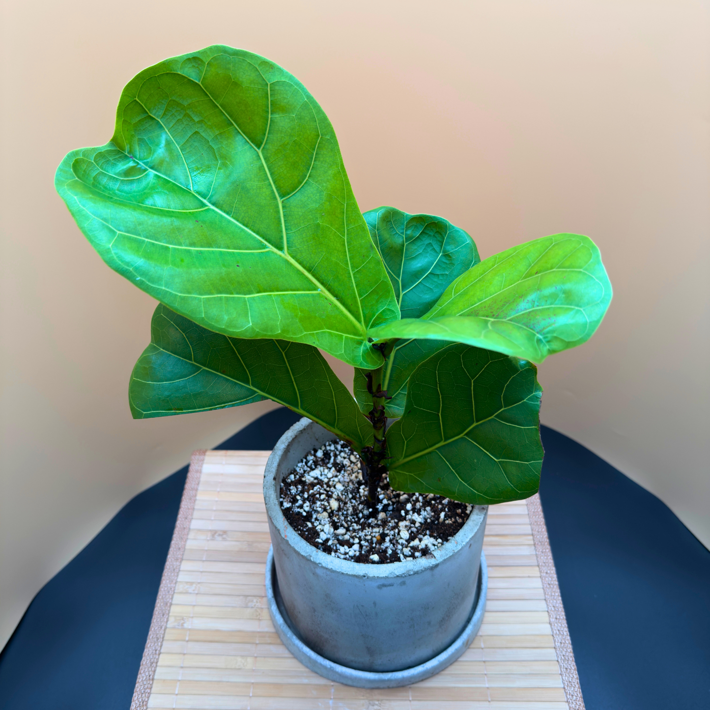 Fiddle Leaf Fig in 6” Charlie Pot (Slate Gray) – Indoor Statement Plant