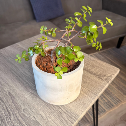 Elephant Bush – Low-Maintenance Succulent in Charlie Pot Original Soft Gray