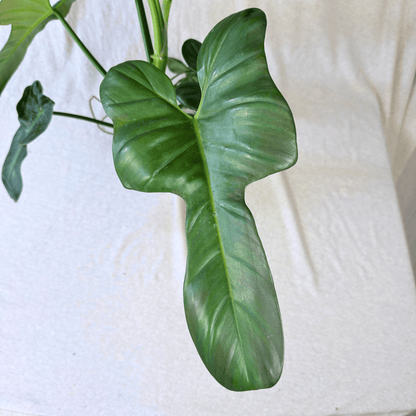 Philodendron bipennifolium 'Violin'