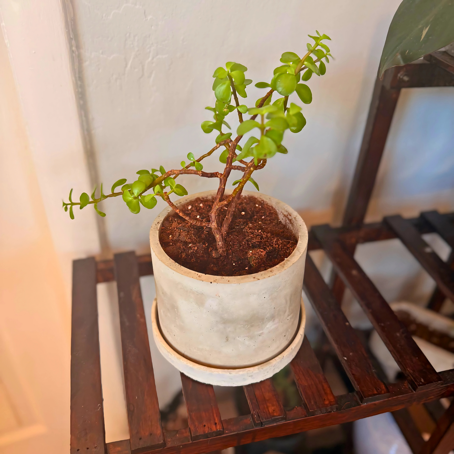 Elephant Bush – Low-Maintenance Succulent in Charlie Pot Original Soft Gray