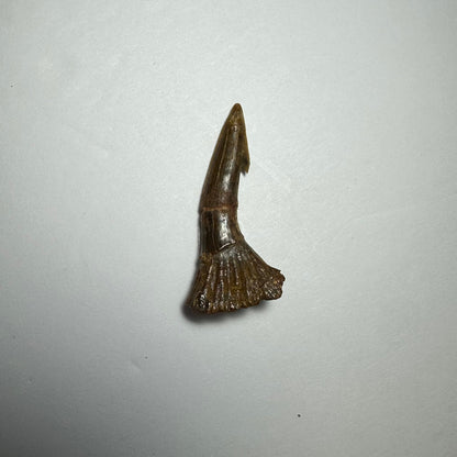 Onchopristis Barb/Tooth (SM) from Morocco