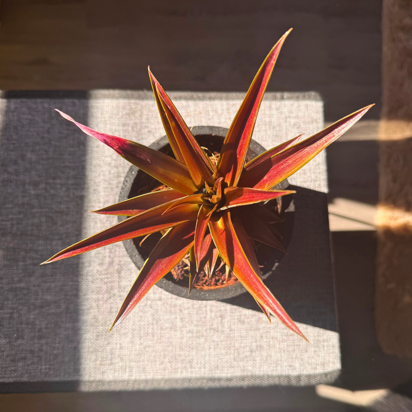 Cryptanthus Earth Star – Bronze-Red Foliage in Charlie Pot Original 6" Black