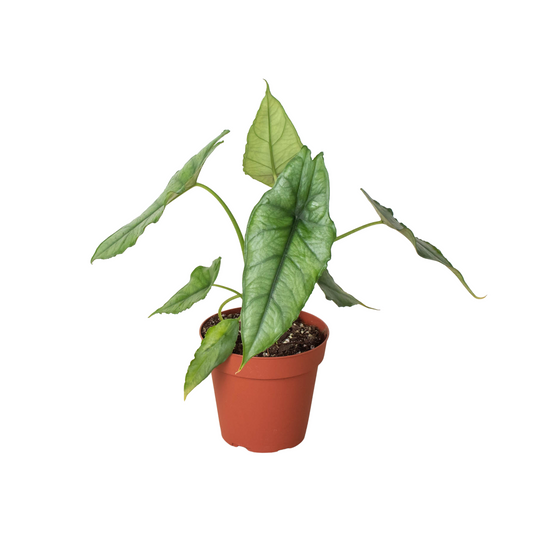 Alocasia Dragon's Breath – Rare Metallic Elephant Ear Plant –