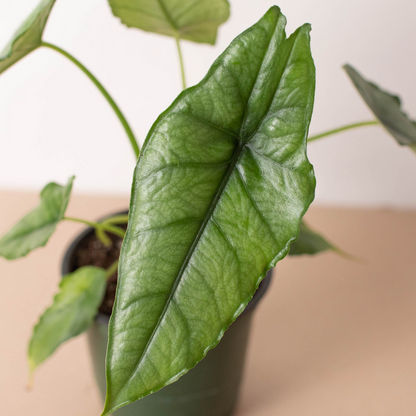 Alocasia Dragon's Breath – Rare Metallic Elephant Ear Plant