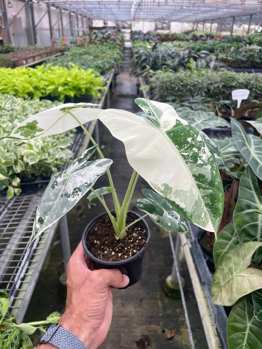 Alocasia Micholitziana 'Frydek' Variegated - 4" Pot – Indoor Plants