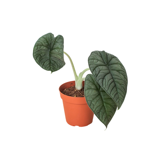 Alocasia Melo | Rare Jewel Alocasia | 4" Pot – Indoor Plants