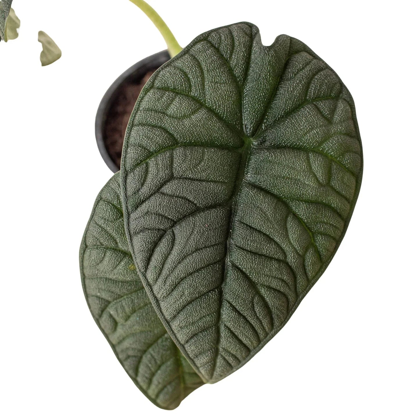 Alocasia Melo | Rare Jewel Alocasia | 4" Pot