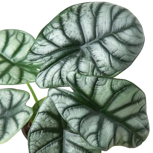Alocasia Silver Dragon | Alocasia baginda Live Plant