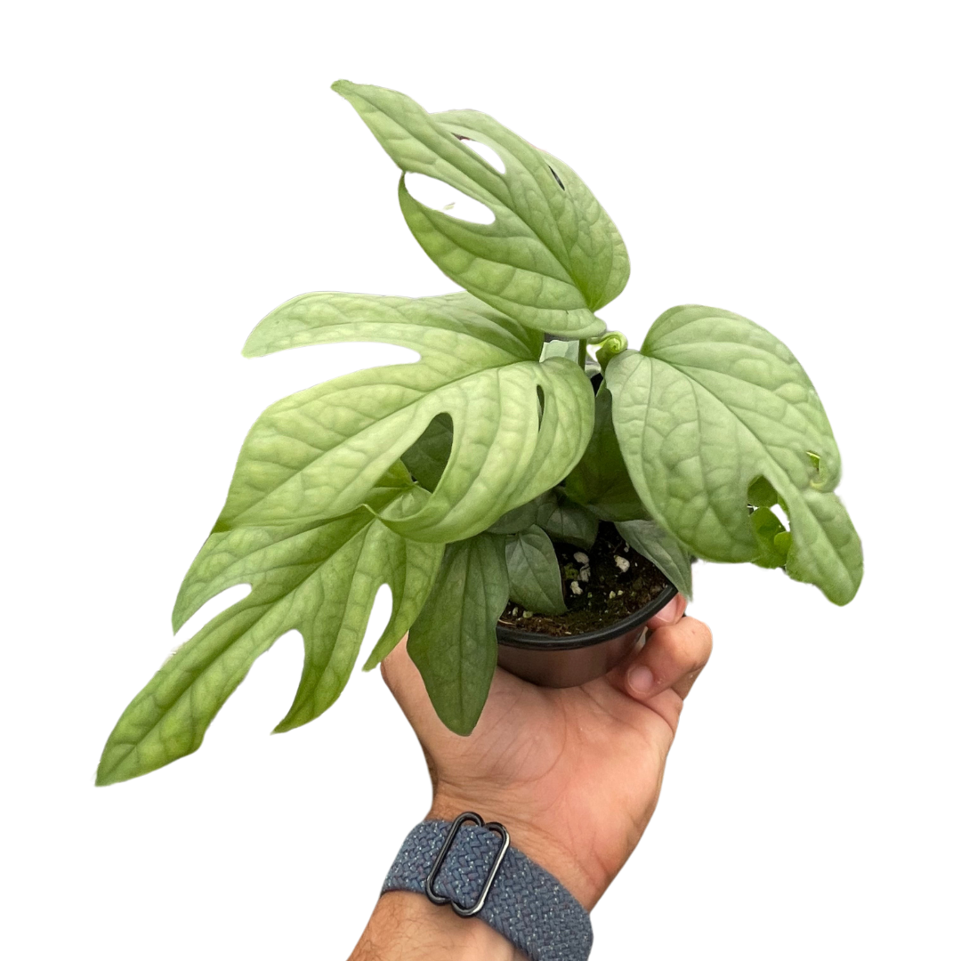 Amydrium Silver 'Spiderman Monstera' – Rare Fenestrated Aroid