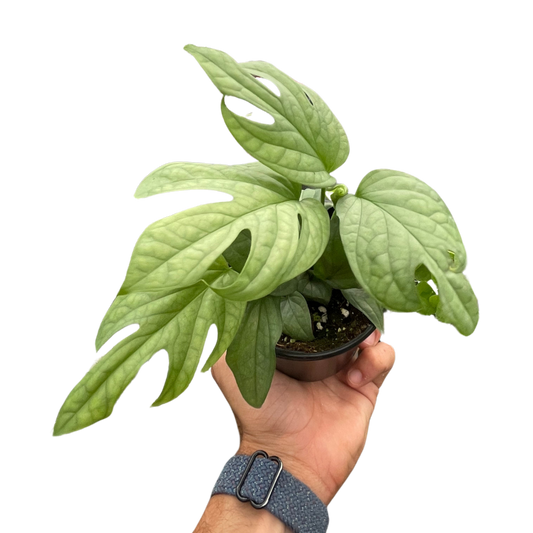 Amydrium Silver 'Spiderman Monstera' – Rare Fenestrated Aroid – Indoor Plants