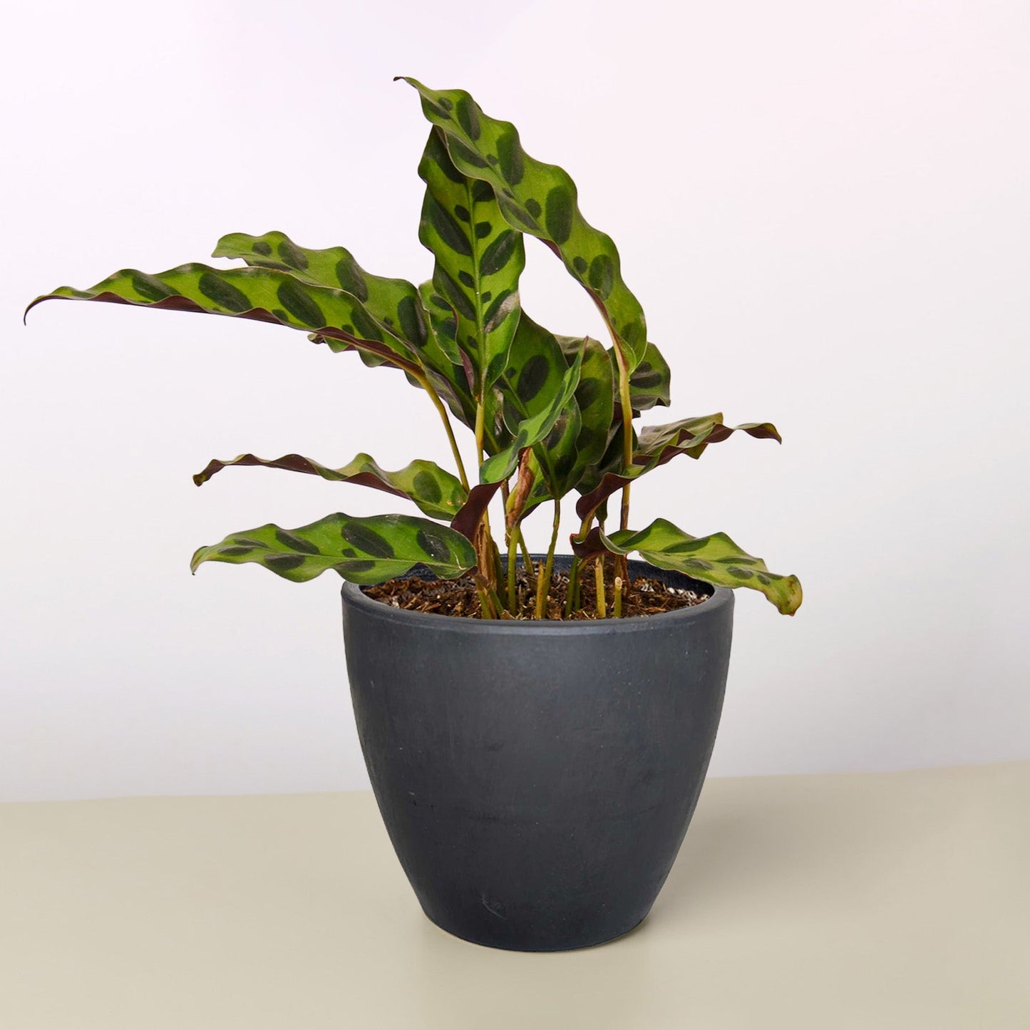 Calathea Lancifolia 'Rattlesnake' – Black Eco Pot Indoor Plants
