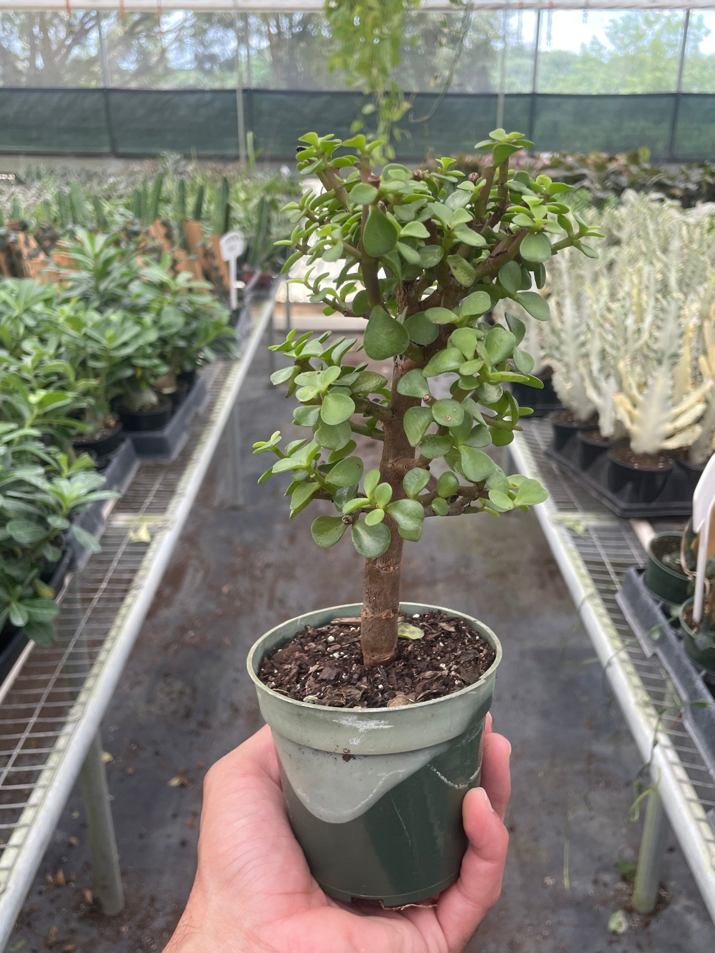 Bonsai Jade Dwarf Green – 4" Pot Indoor Plants