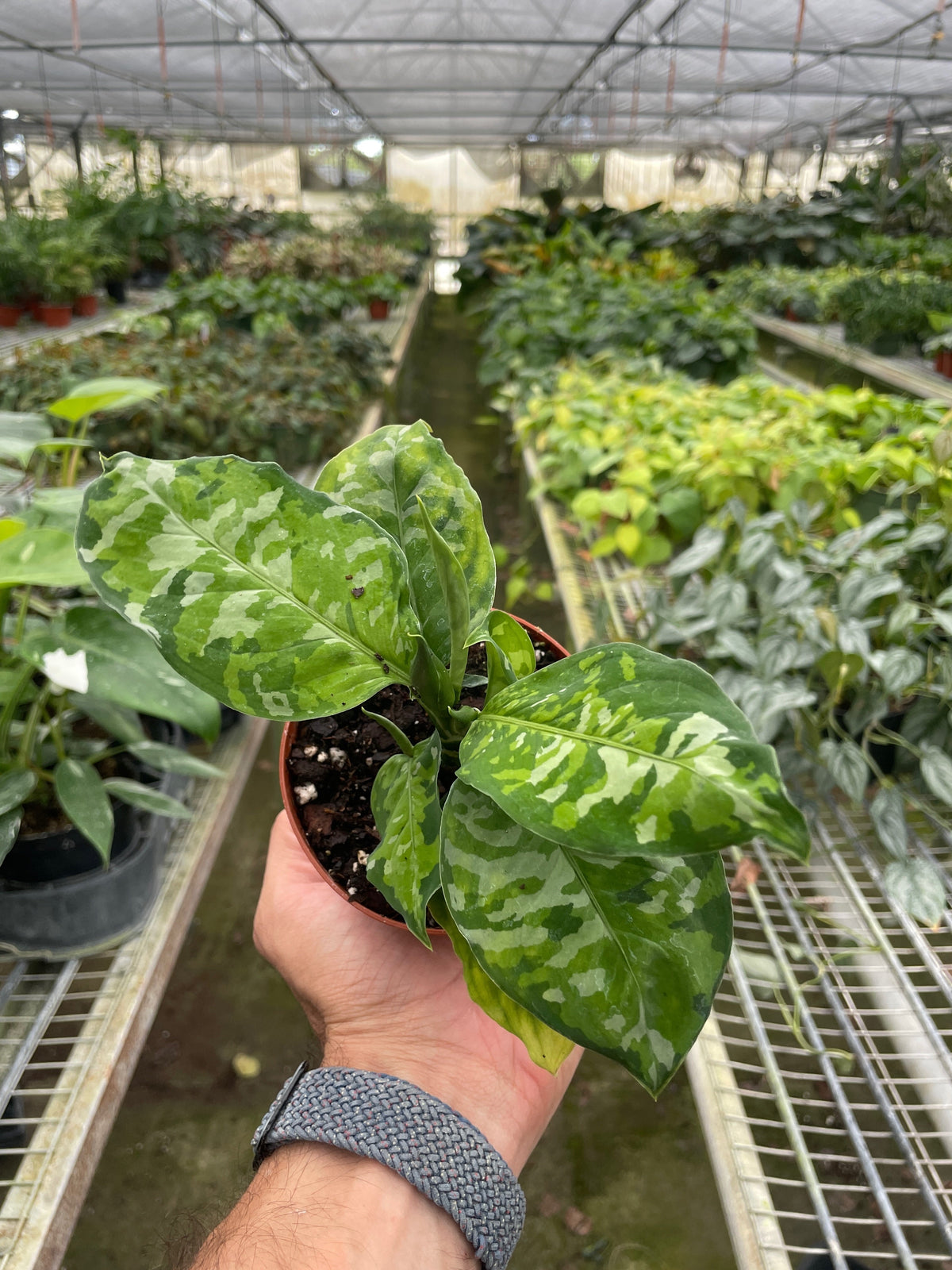 Aglaonema Pictum Tricolor Chinese Evergreen Plant