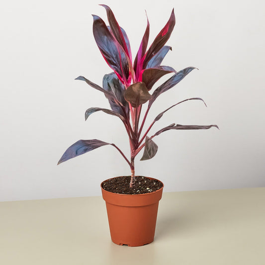 Cordyline 'Calypso Queen' – Indoor Plants