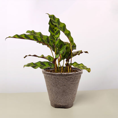 Calathea Lancifolia 'Rattlesnake' – Cow Pot Indoor Plants