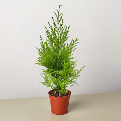 Cypress Lemon – 4" Pot Indoor Plants