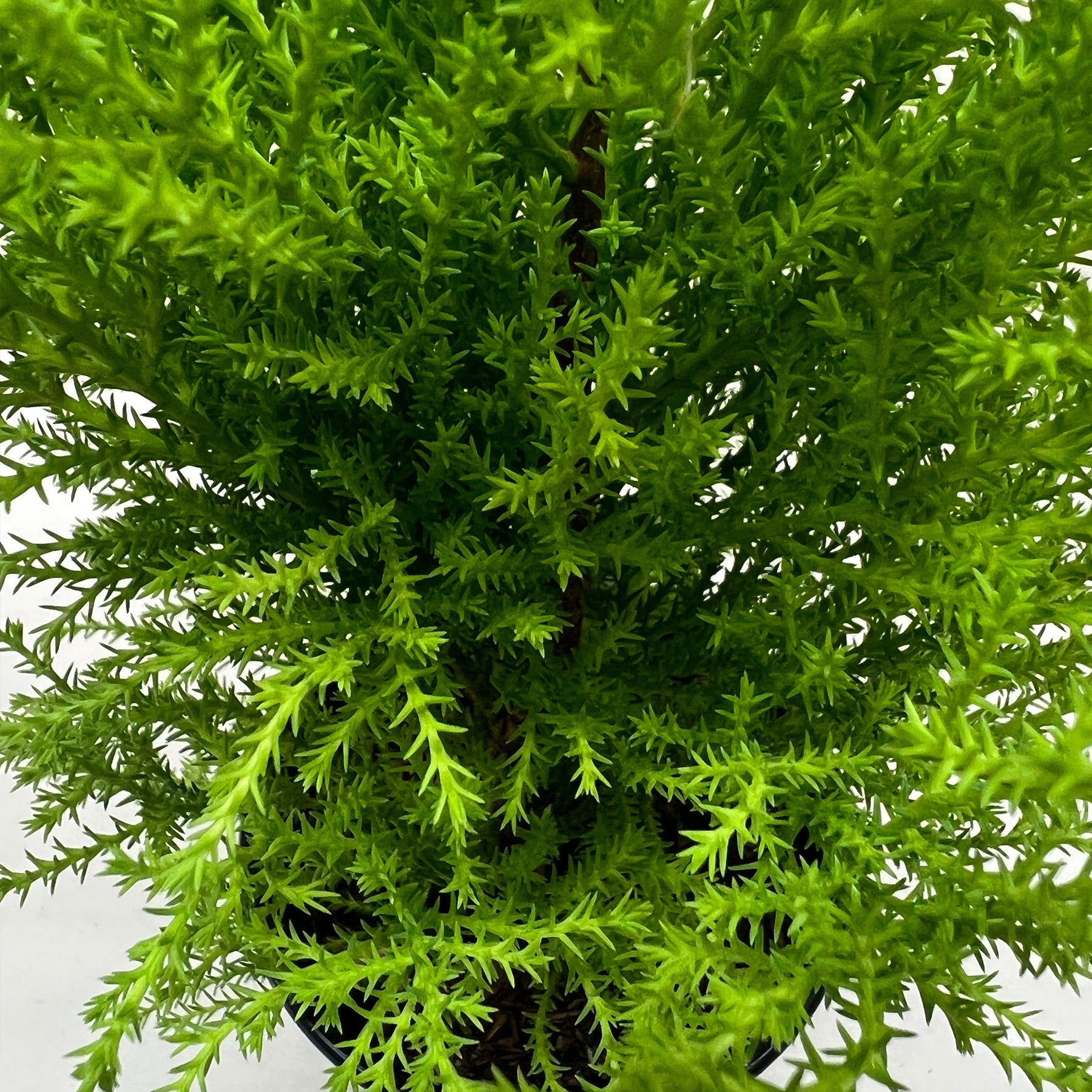 Cypress Lemon – Indoor Plants