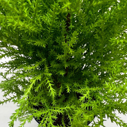 Cypress Lemon – Indoor Plants