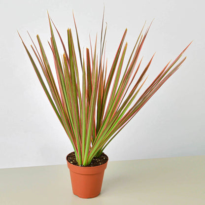 Dracaena 'Colorama' – Indoor Plants